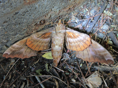 Phyllosphingia dissimilis