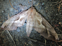 Phyllosphingia dissimilis