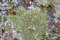 Kelleria villosa villosa