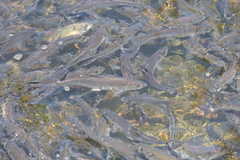 Alosa pseudoharengus