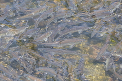 Alosa pseudoharengus