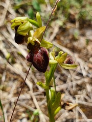 Ophrys exaltata