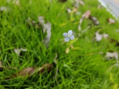 Wahlenbergia marginata