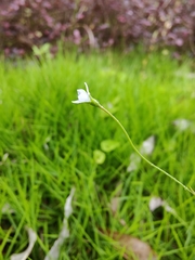 Wahlenbergia marginata
