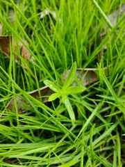 Wahlenbergia marginata