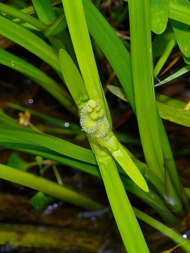 American bur-reed