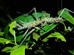 Spinohirasea bengalensis