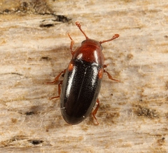 Dacne bipustulata