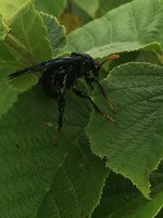 Cimbicidae