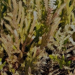 Selaginella uliginosa