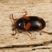 Mycetophagus quadripustulatus - Photo (c) Marie Lou Legrand, some rights reserved (CC BY-NC), uploaded by Marie Lou Legrand