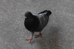 Columba livia domestica