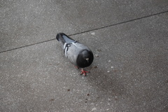 Columba livia domestica
