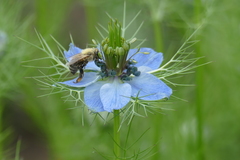 Apis mellifera