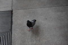 Columba livia domestica