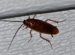 Ischnoptera bilunata