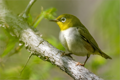 Zosterops erythropleurus