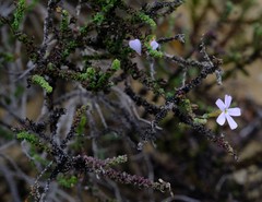 Jamesbrittenia calciphila