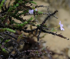 Jamesbrittenia calciphila