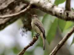 Contopus hispaniolensis