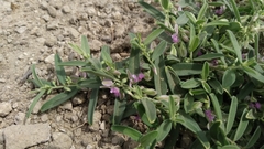 Polygala erioptera