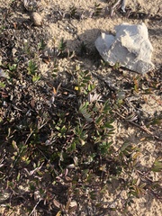 Indigofera mundiana