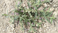 Polygala erioptera