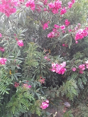 Nerium oleander