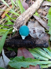 Coprinopsis pulchricaerulea