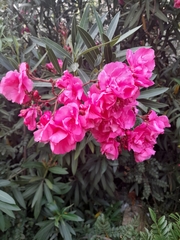 Nerium oleander