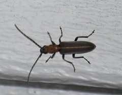 Oxacis cana