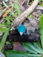 Coprinopsis pulchricaerulea