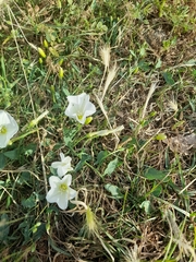 Convolvulus arvensis