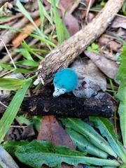 Coprinopsis pulchricaerulea