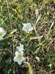Convolvulus arvensis