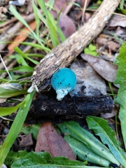 Coprinopsis pulchricaerulea