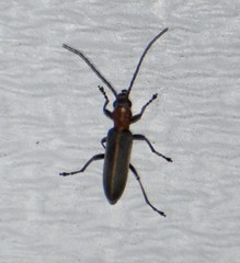 Oxacis cana