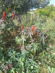 Ricinus communis
