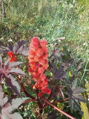 Ricinus communis