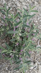 Polygala erioptera