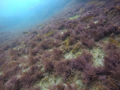 Halichoeres semicinctus