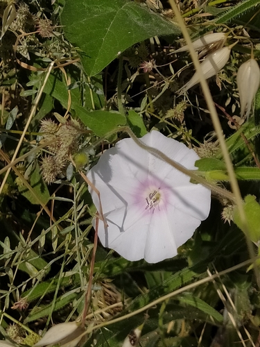 Image of Betony-Leaved Bindweed (Convolvulus betonicifolius) by (c) Vasileia Sef, some rights reserved (CC BY)
