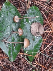 Psilocybe aucklandiae