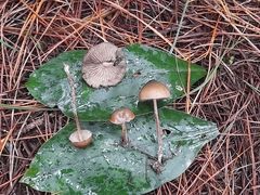 Psilocybe aucklandiae