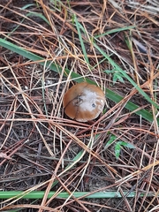 Psilocybe aucklandiae