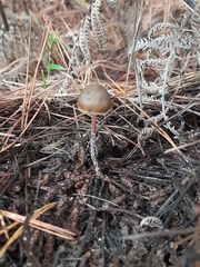 Psilocybe aucklandiae