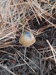 Psilocybe aucklandiae