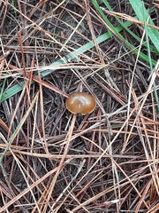 Psilocybe aucklandiae