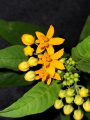 Magnoliopsida