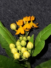 Magnoliopsida